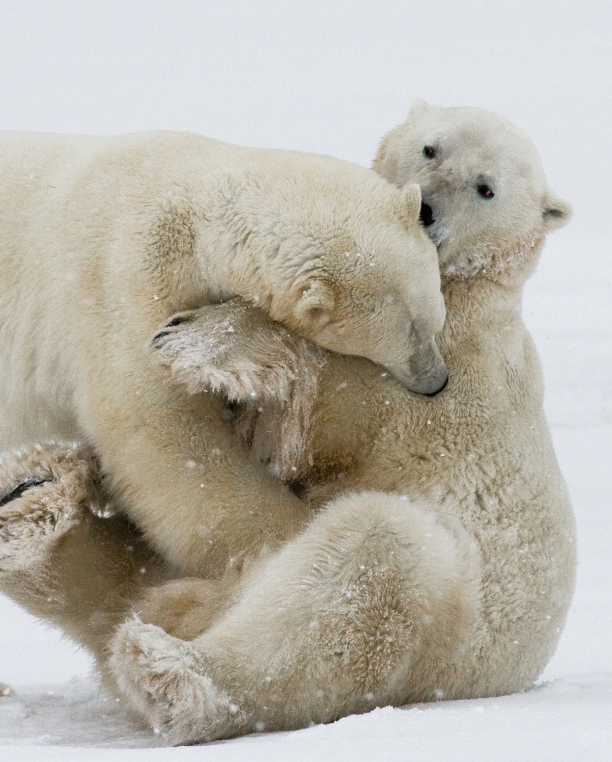 POLAR BEAR